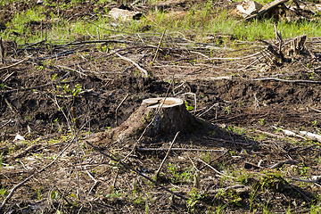 Image showing stump from a felled tree