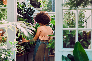 Image showing Plants, small business and startup owner in greenhouse to check growth, development and sales in a gardening and nursery store. Entrepreneur and manager working in plant, ecology and retail shop