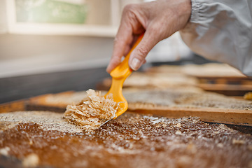 Image showing Hands, honey frame and harvest tools, bee farming and beeswax, factory and production. Honey industry, worker and beekeeper harvest honeycomb, natural product process and manufacturing sustainability