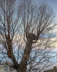 Image showing Tree, sky and branch growing in a forest against a sky background with harmony, peace and zen in nature and nobody. Trees, branches and tall trunk in a neighborhood, quiet and beautiful with mockup