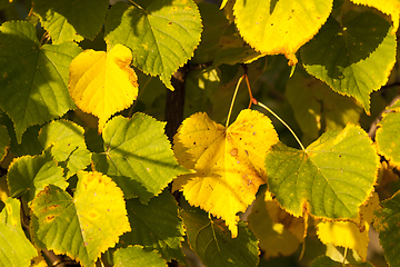 Image showing Linden tree in the autumn