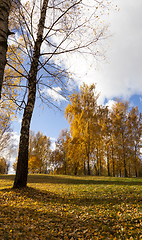 Image showing autumn yellow foliage