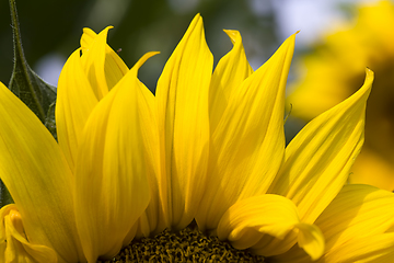 Image showing bright yellow petals