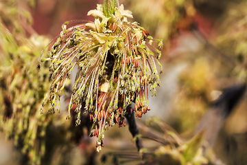 Image showing a maple tree blooming