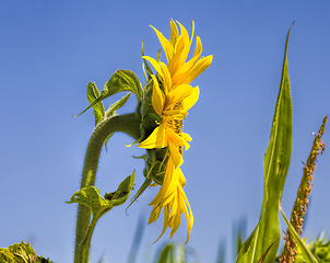 Image showing sunflowers, territory of Eastern Europe