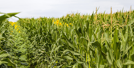 Image showing bright sunflower with corn