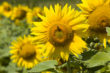 Image showing field annual sunflowers