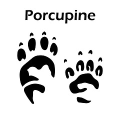 Image showing Porcupine Footprint