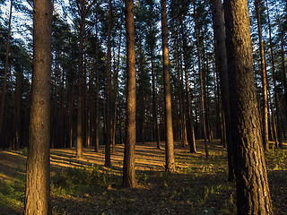 Image showing forest in sunset
