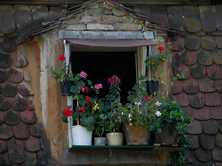 Image showing flowers in the window