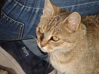 Image showing cat