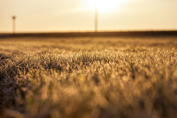 Image showing fertile field during sunset or dawn