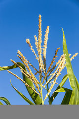 Image showing agricultural field where corn is grown