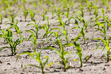 Image showing an agricultural field where corn is grown