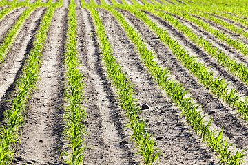 Image showing an agricultural field where corn is grown