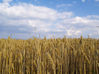 Image showing wheat field