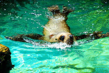 Image showing swimming seal