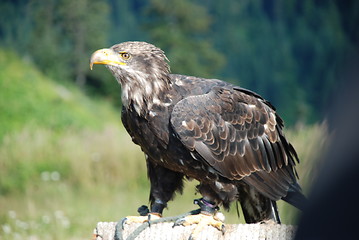 Image showing Eagle