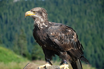 Image showing Eagle