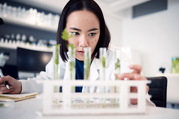 Image showing Science, botany leaf analysis and scientist study plant for pharmaceutical medicine innovation, cosmetics or natural drugs development. Laboratory test tube, 420 CBD and Asian woman research cannabis