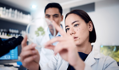 Image showing Science, doctors and petri dish for plant research in laboratory. Botanist, plants and teamwork of scientists, man and woman testing or analyzing leaf samples to optimize growth, food farming or gmo.