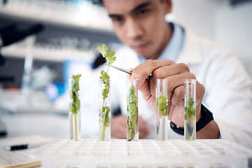 Image showing Hands, plant scientist and laboratory test tubes in plant growth research, climate change solution or organic medicine analytics. Zoom, man and worker in food study science or agriculture innovation