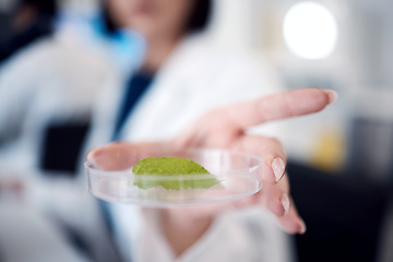 Image showing Science, research and leaf sample in petri dish, scientist hand zoom with experiment or study for scientific innovation. Biology, chemistry and botany with doctor in lab, nature and test analysis.