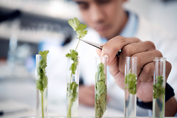 Image showing Ecology research, science and hand of scientist in a lab studying plants, agriculture analytics and growth of leaf. Green energy, plant innovation and worker with chemistry test on natural herbs