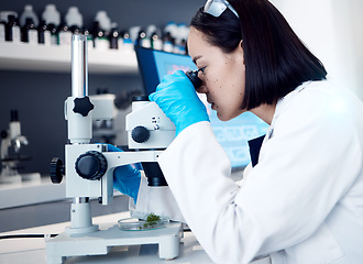 Image showing Botany science, microscope plant analysis or scientist research for natural pharmaceutical drugs, biotechnology innovation or ecology. Marijuana laboratory, 420 CBD or Asian woman study cannabis leaf