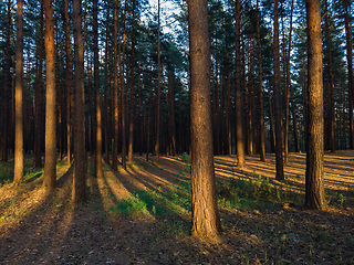 Image showing forest in sunset