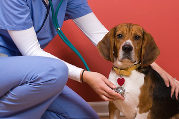 Image showing Vet Checkup