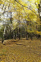 Image showing deciduous forest during leaf fall