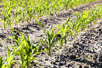 Image showing an agricultural field where corn is grown