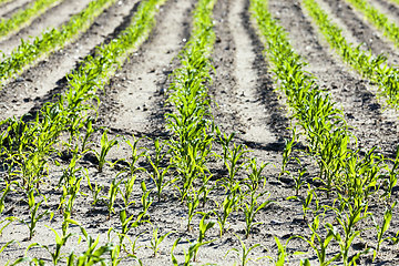 Image showing an agricultural field where corn is grown