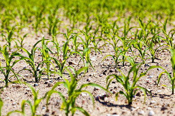 Image showing an agricultural field where corn is grown