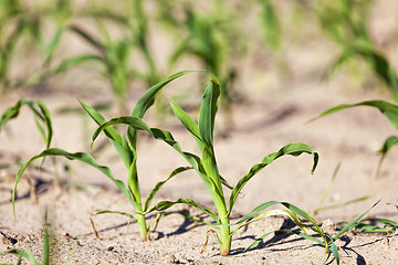 Image showing an agricultural field where corn is grown