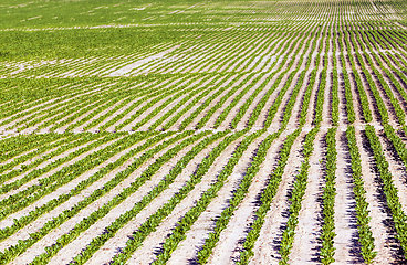 Image showing sweet corn is grown