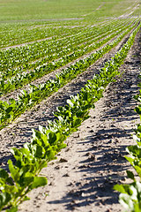 Image showing agricultural field where sugar beets