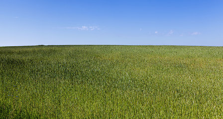 Image showing sweet green unripe cereals