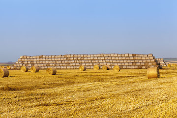 Image showing agricultural field with straw stacks