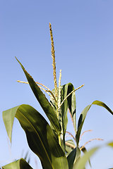 Image showing agricultural field where sweet corn is grown