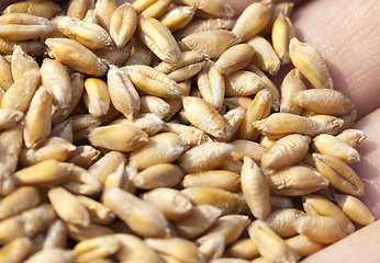 Image showing wheat or rye sown