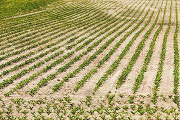 Image showing an agricultural field where beets are grown