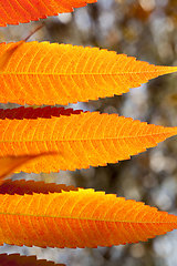 Image showing different plants during the autumn season