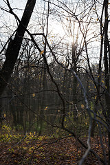 Image showing maple trees during autumn