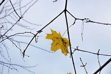 Image showing maple trees during autumn