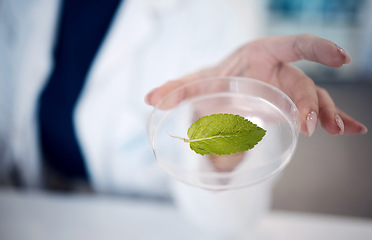 Image showing Scientist hand, leaf and petri dish at laboratory in agriculture, plant study or data analysis. Science expert woman, lab or plants in ecology, chemistry or pharma research for medical cure in Tokyo