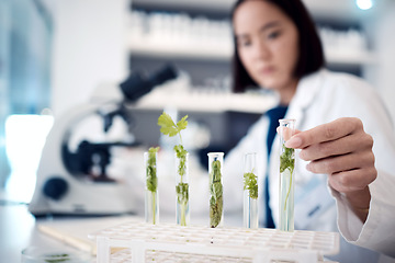 Image showing Woman, hands and plant scientist with test tube in medical research, gmo engineering or climate change research. Zoom, laboratory worker or biologist with science leaf in agriculture study for growth