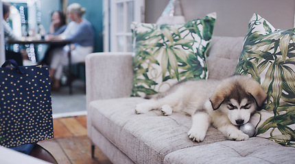 Image showing Dog, living room sofa and decor christmas chewing of a animal during a holiday celebration at home. Pet, lounge and couch of a husky with a xmas decoration relax at a social dinner party in a house