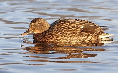 Image showing Duck in the water